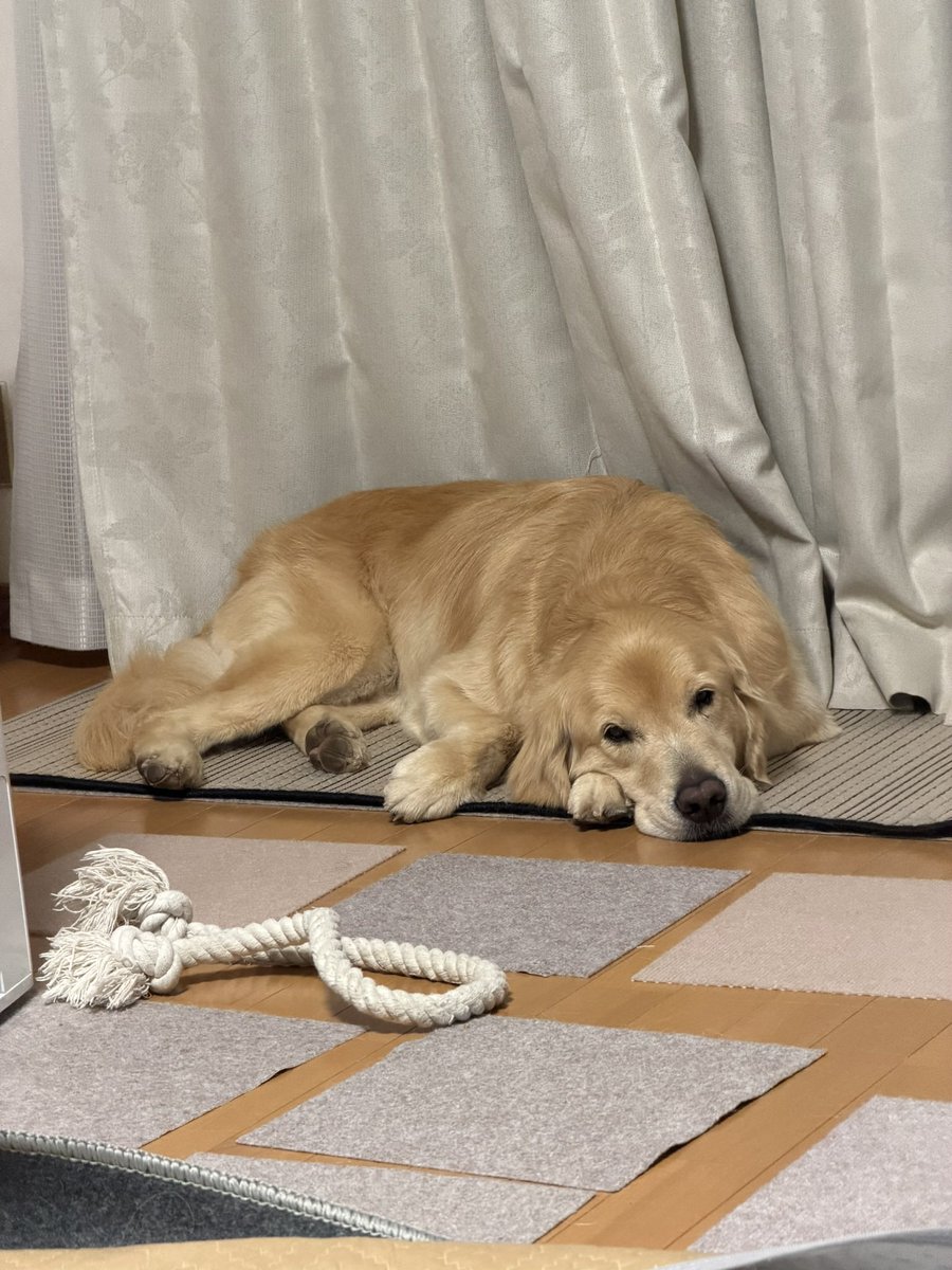 レン🐶ゴールデンレトリバー tweet media