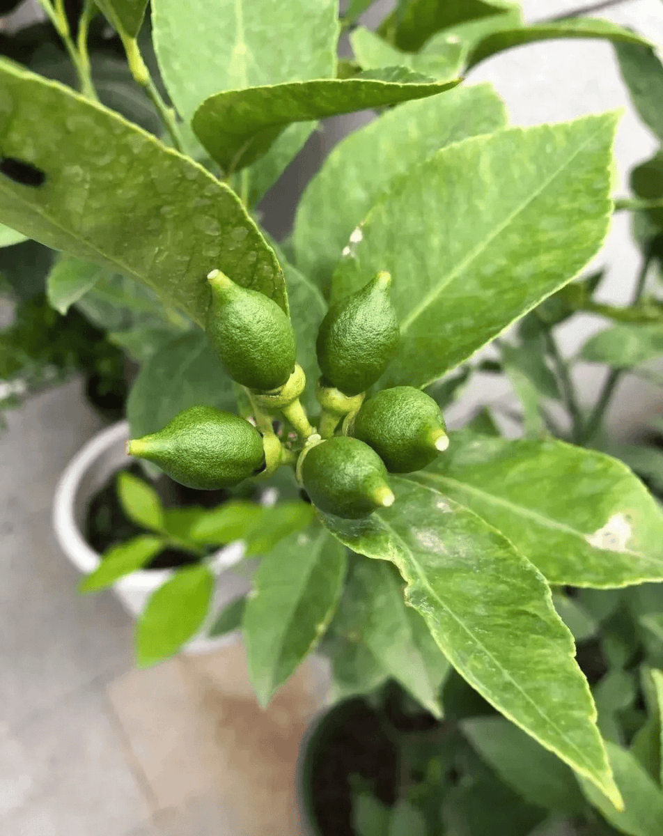 Fernanda tweet media