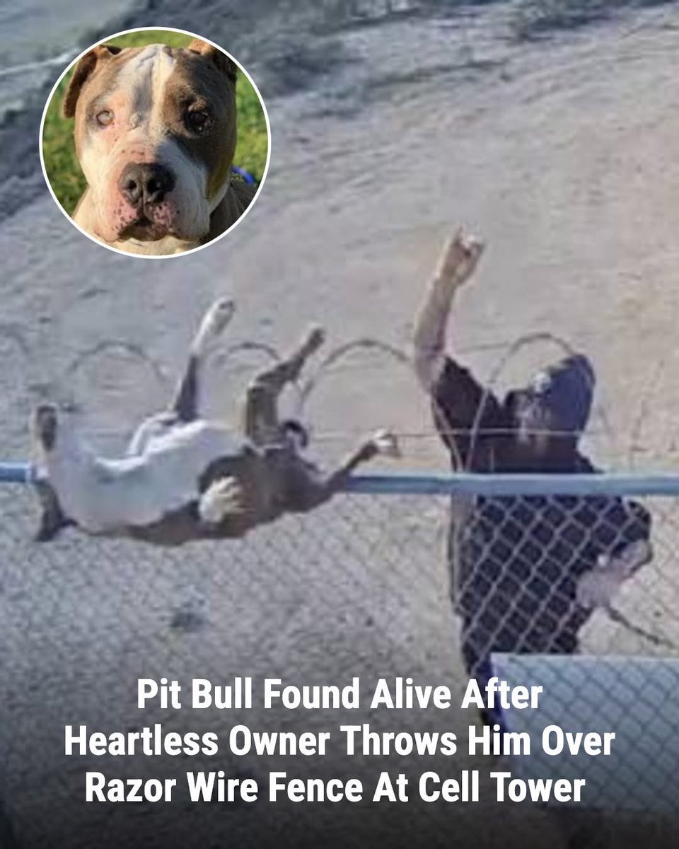 dominic dyer tweet media