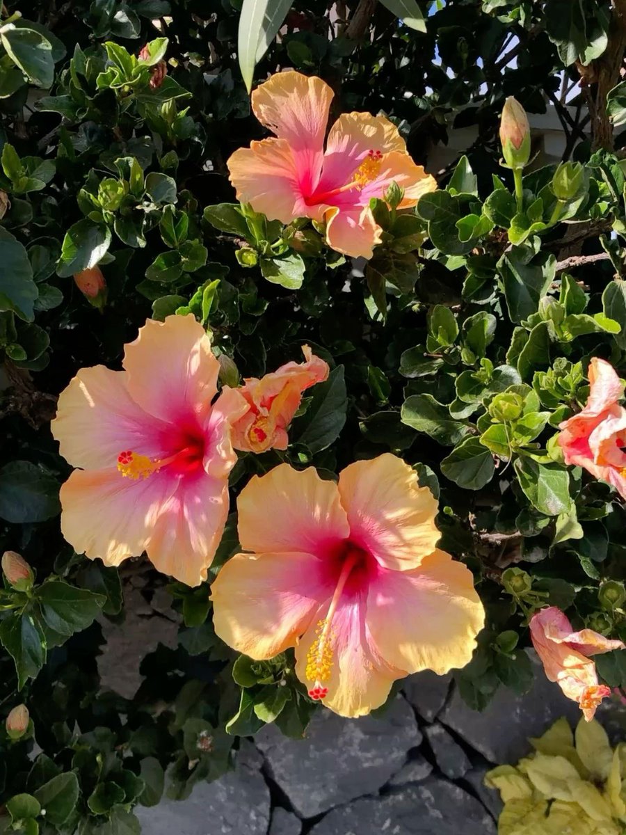 𝒮🍉 tweet media