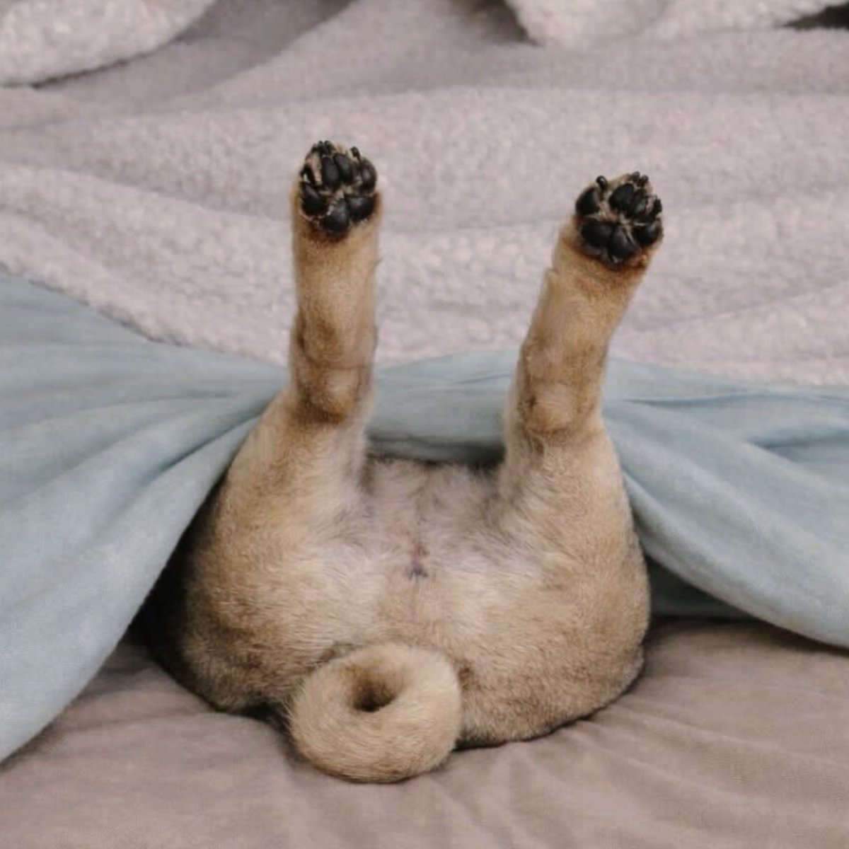 パグお(パグ中毒者) tweet media