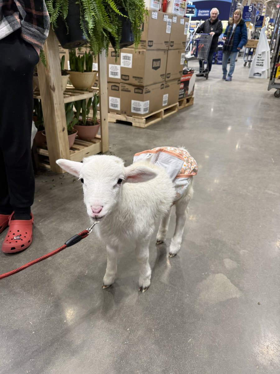 sadie pants + murphy tweet media