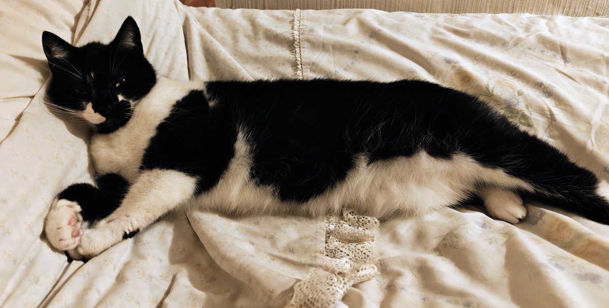 Doomsailor 💜🦴🐈 tweet media