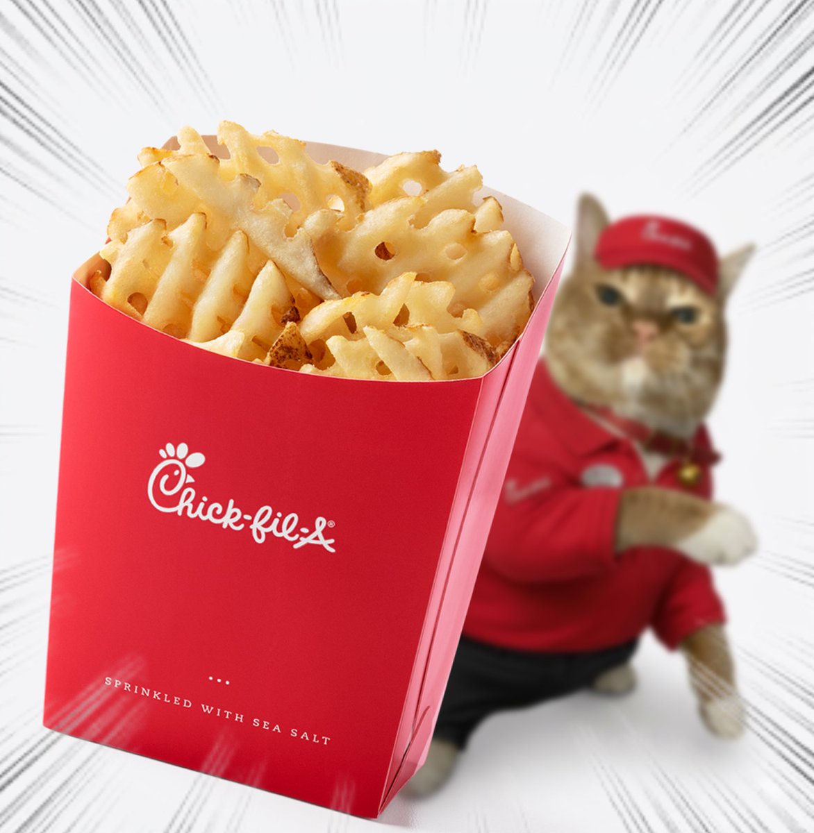 Throwing Things Daily tweet media