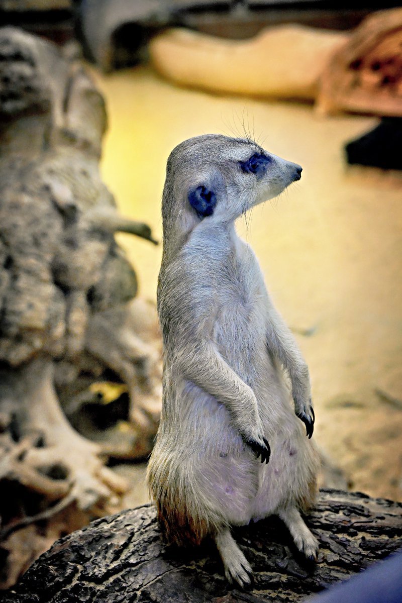 PEKHTography tweet media