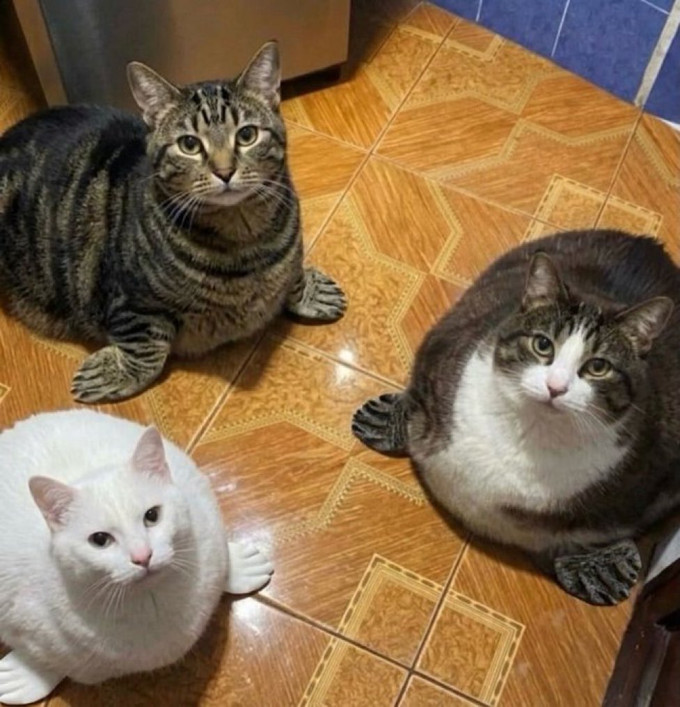 gatos fazendo gatices tweet media