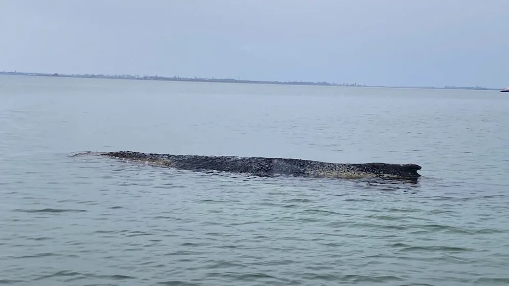 eugyppius tweet media