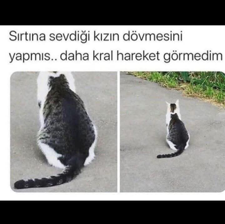 Trend_AS tweet media