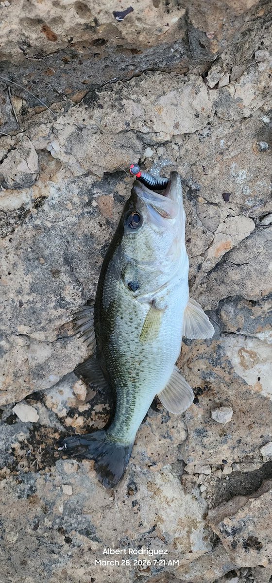 Albert Rodriguez tweet media