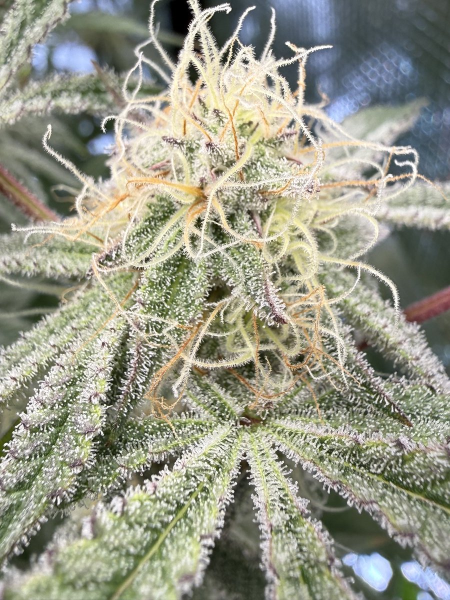 Funky Finger Genetics tweet media