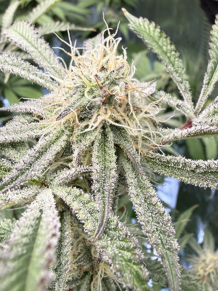 Funky Finger Genetics tweet media