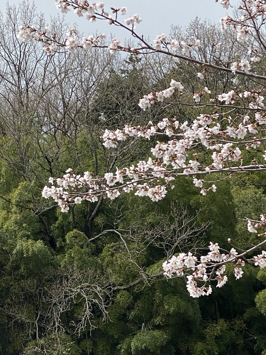 もふもふ tweet media