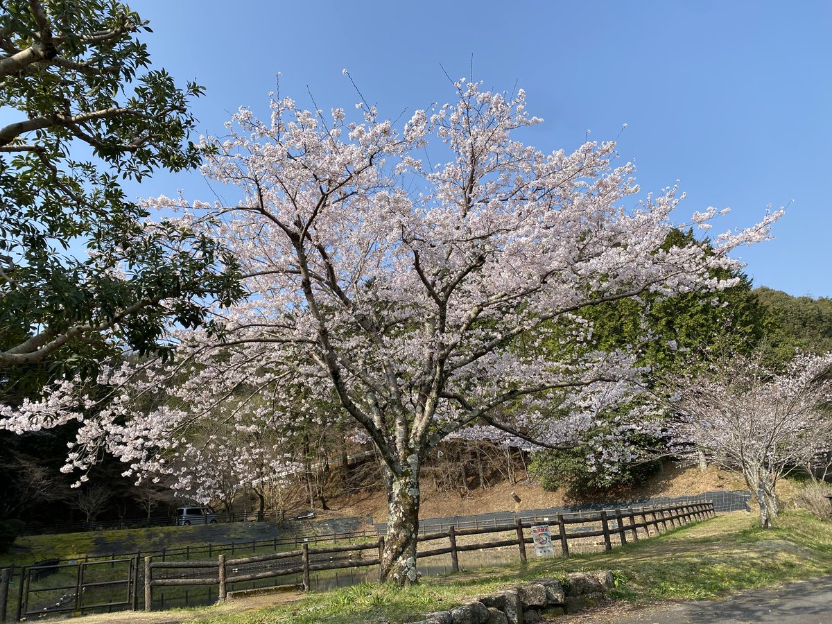 もふもふ tweet media