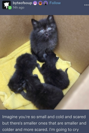 ✧ ˚ · .astrid. · ˚ ✧ tweet media