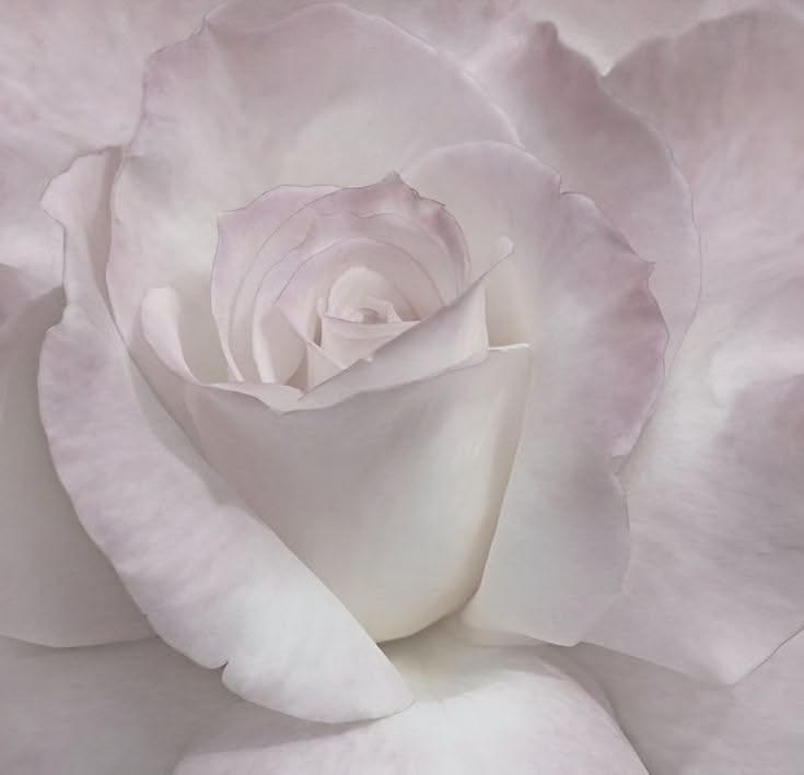 Stellnyang 𝜗𝜚 tweet media