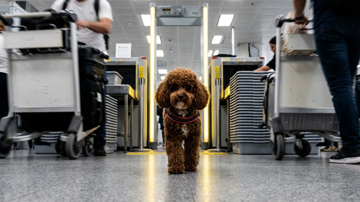 Cotufa Way | Travel With Your Dog tweet media