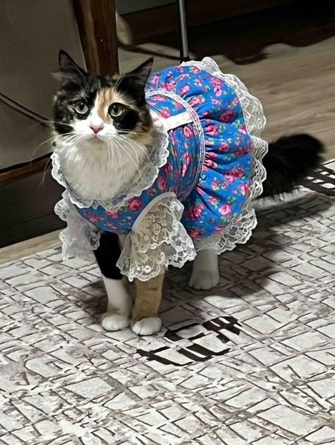 markiz 🧸 tweet media