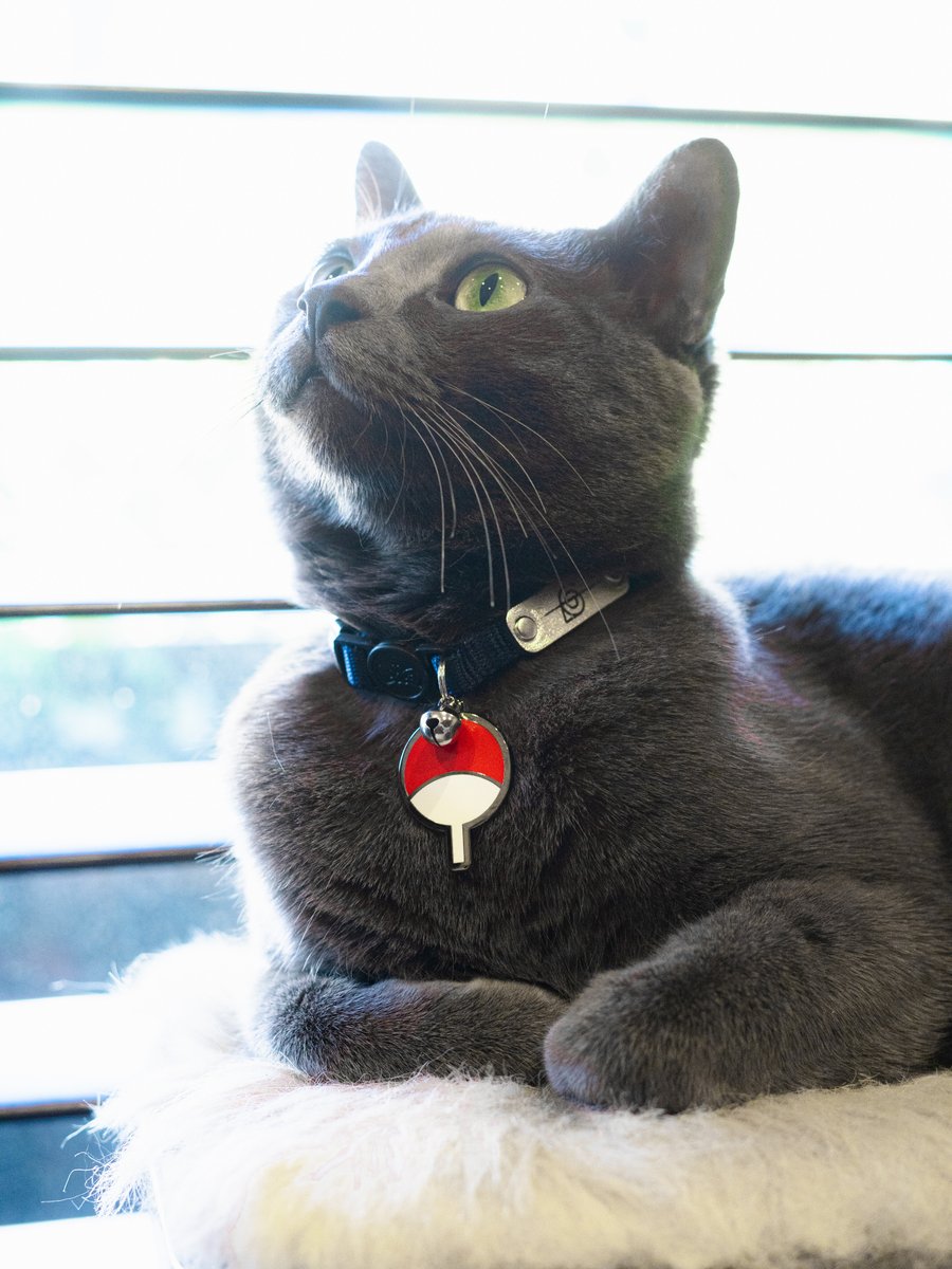 Pawsonify 🐾 tweet media