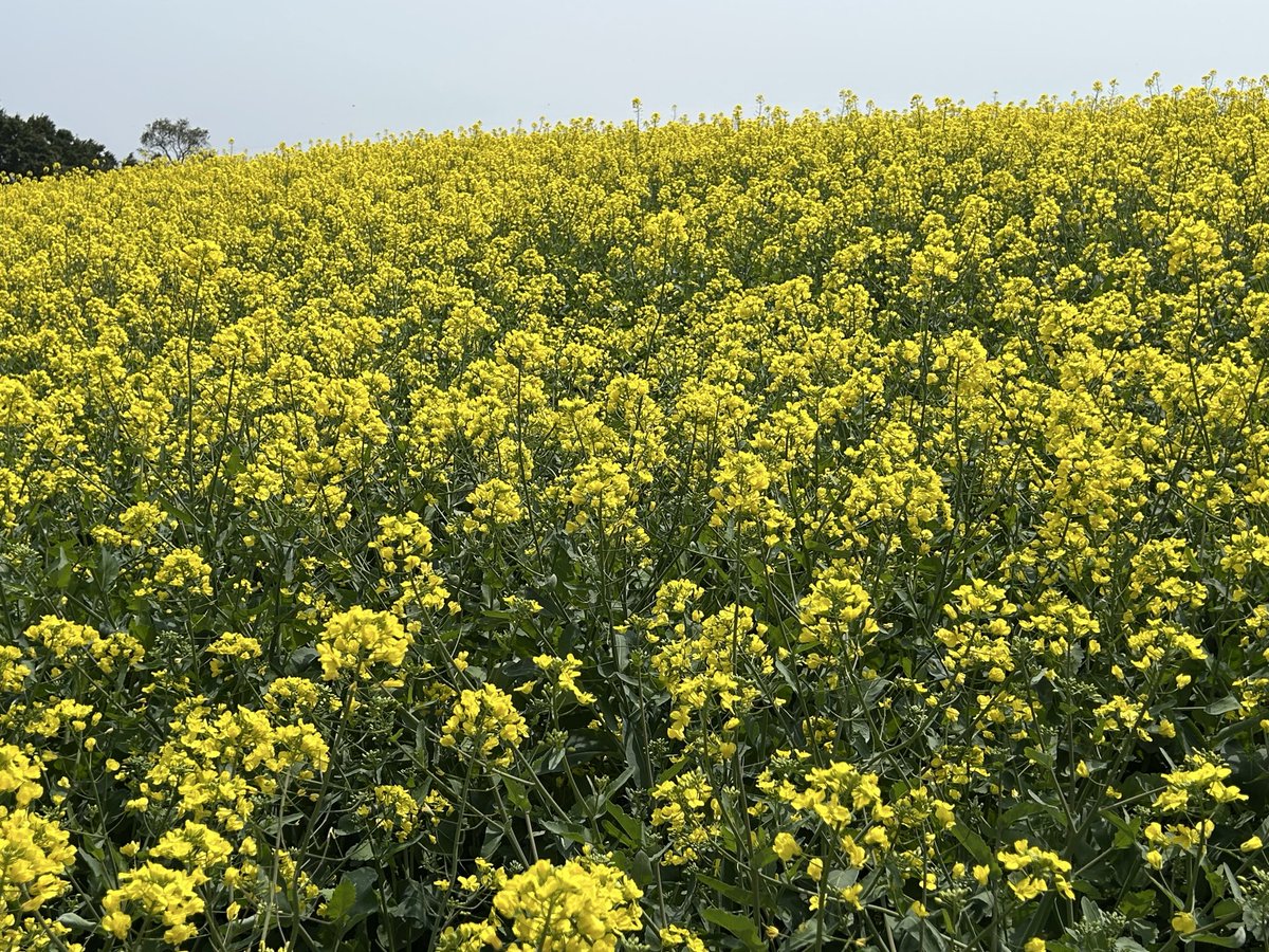 🌹rie🌹 (🎀•͈ᴗ•͈)ꕤ tweet media