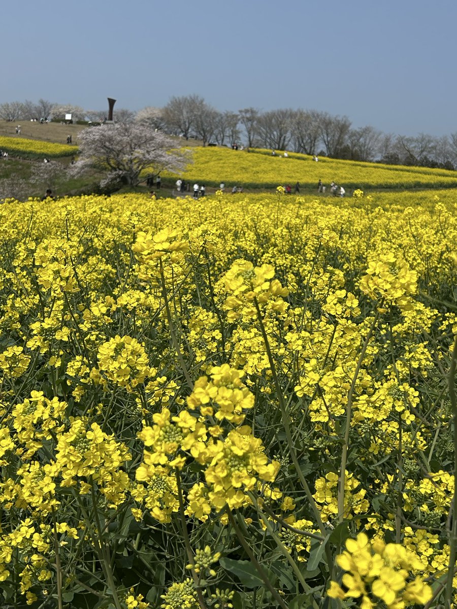 🌹rie🌹 (🎀•͈ᴗ•͈)ꕤ tweet media