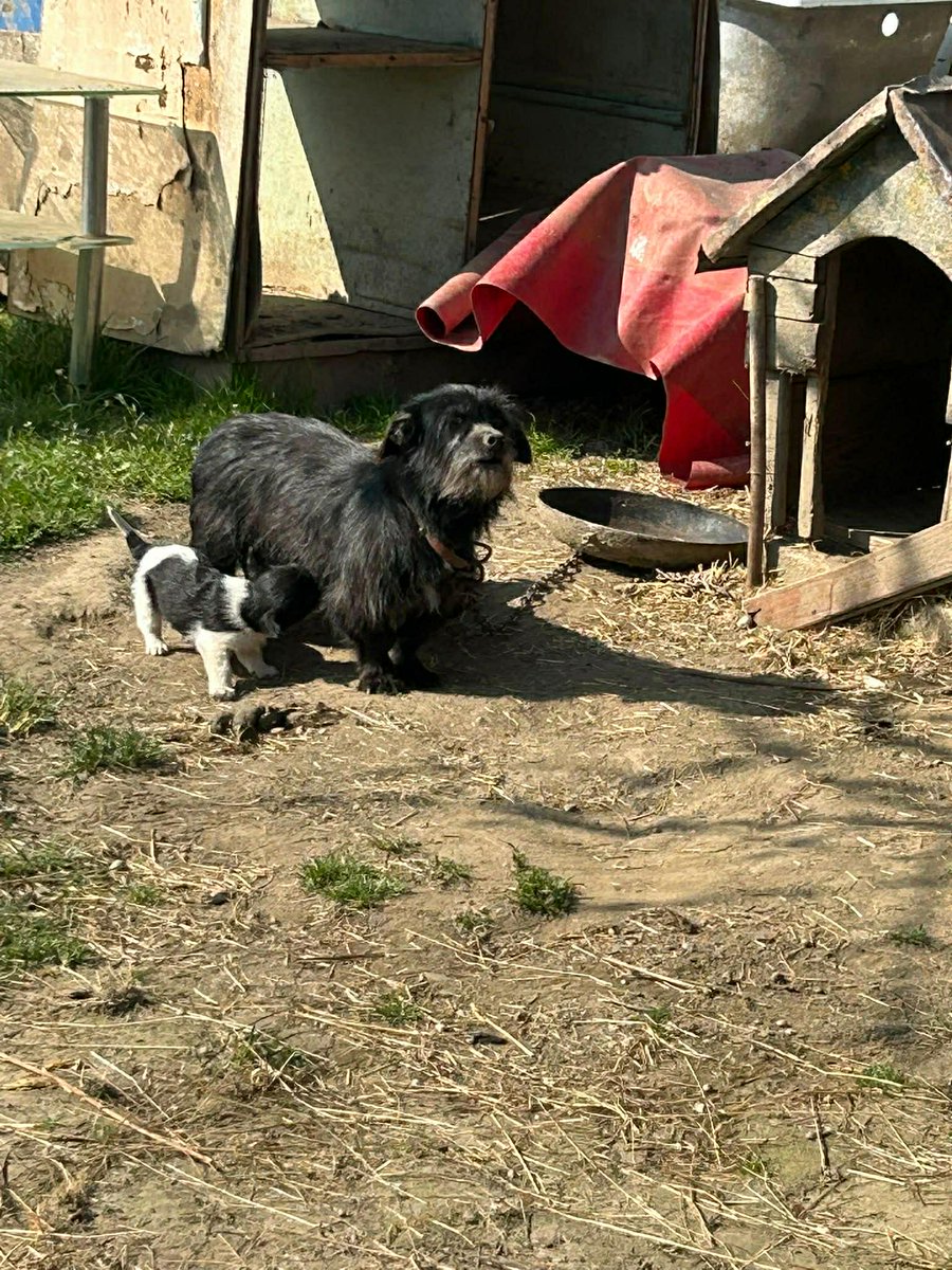 Paws2RescueUK tweet media