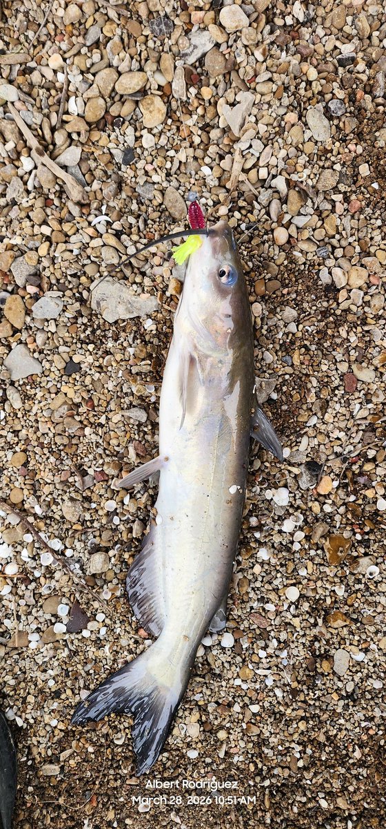 Albert Rodriguez tweet media