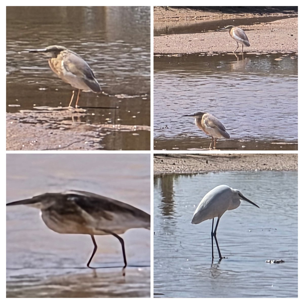 خالد آل سعود‎ tweet media