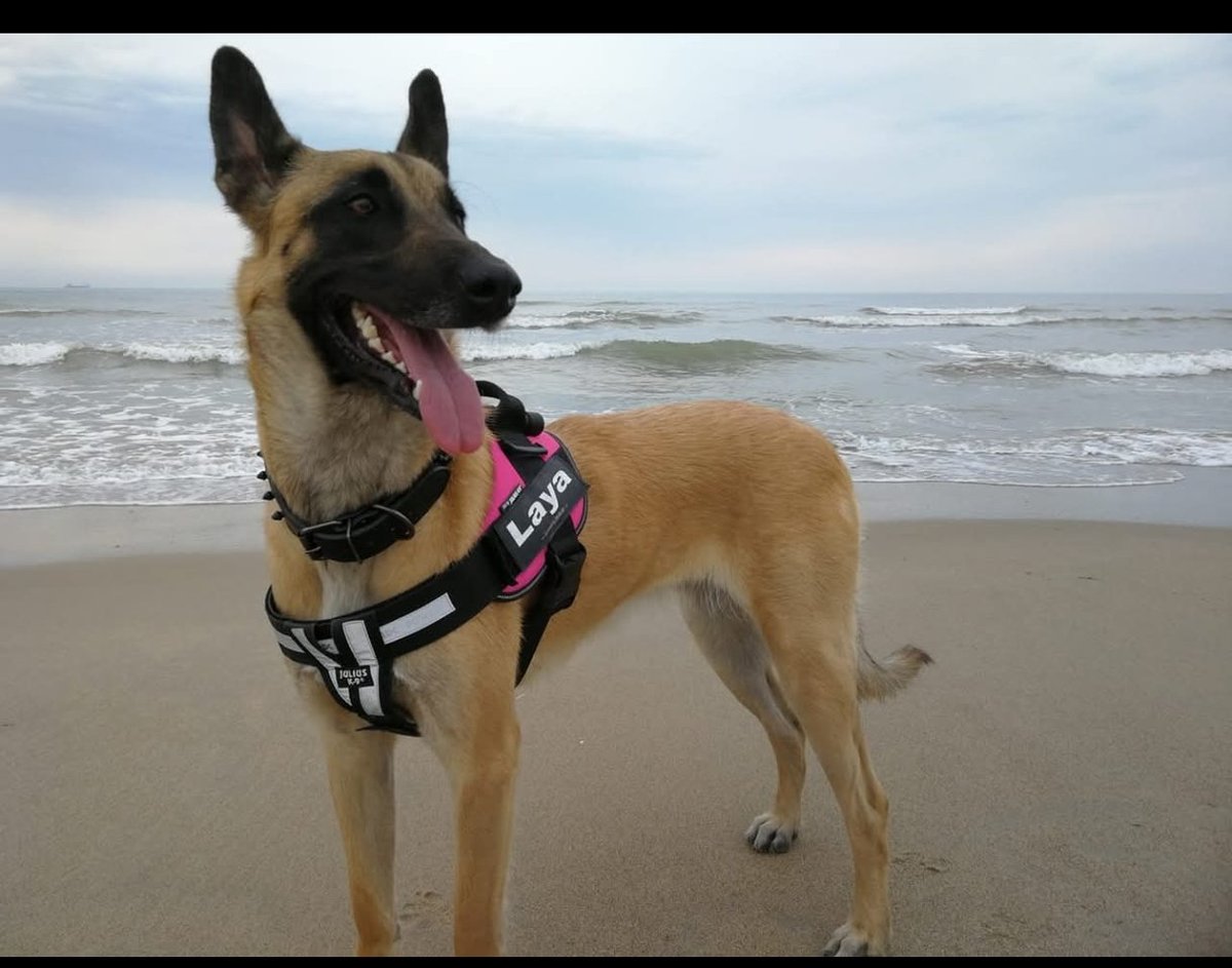 targo🇧🇪🇮🇹 tweet media