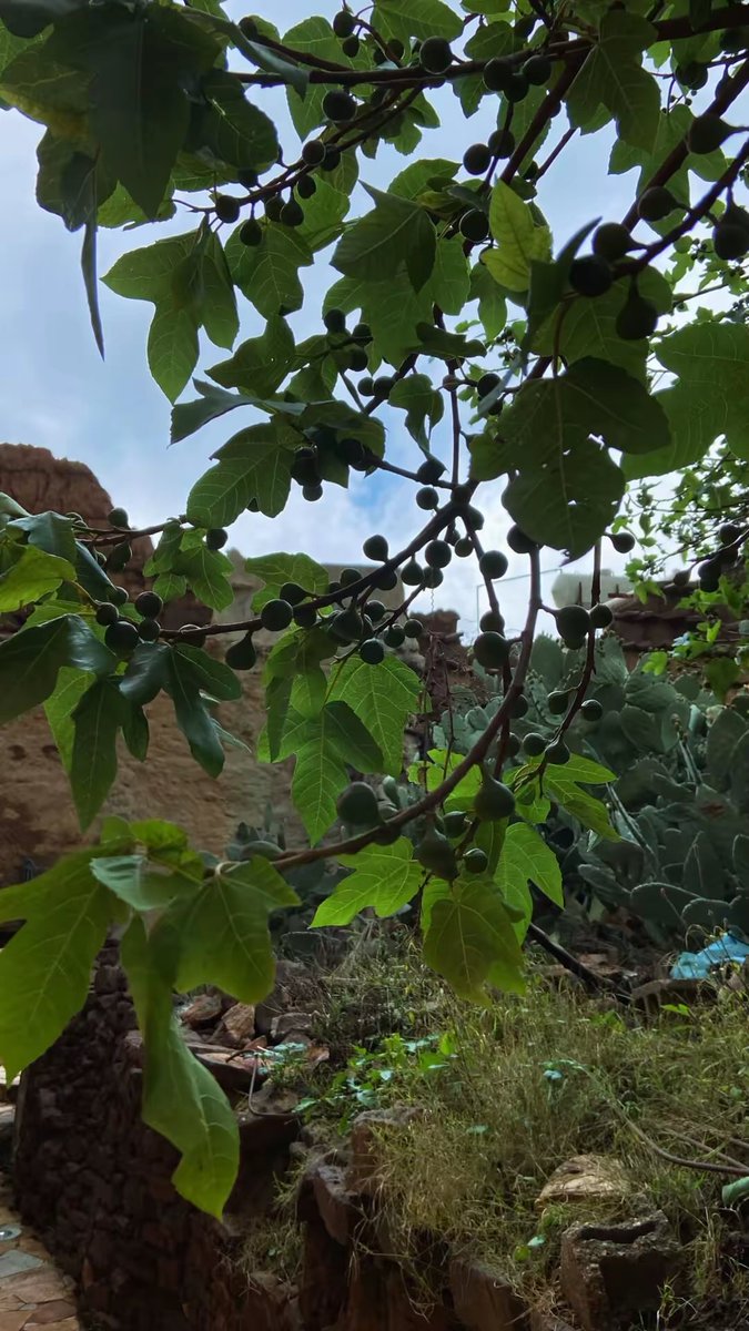 أحمد | صلوا على النبي ﷺ tweet media