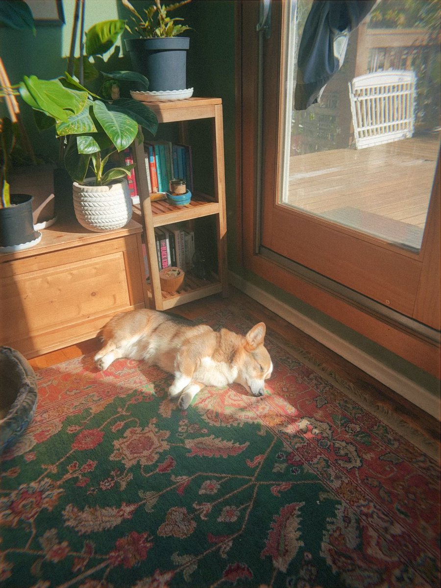 ᴘᴀᴠʟᴏᴠ ᴛʜᴇ ᴄᴏʀɢɪ tweet media