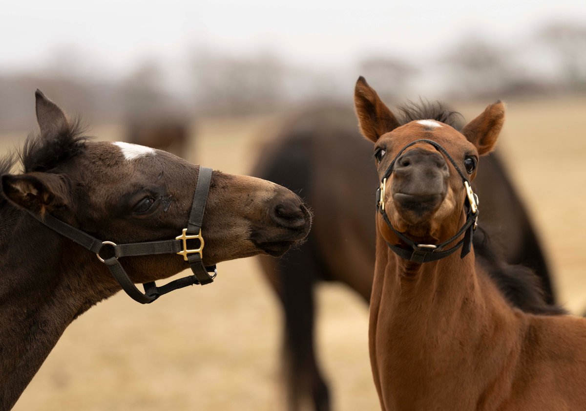 白老ファーム tweet media