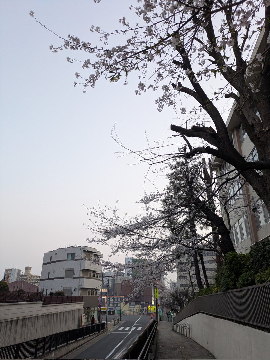 しらとり tweet media