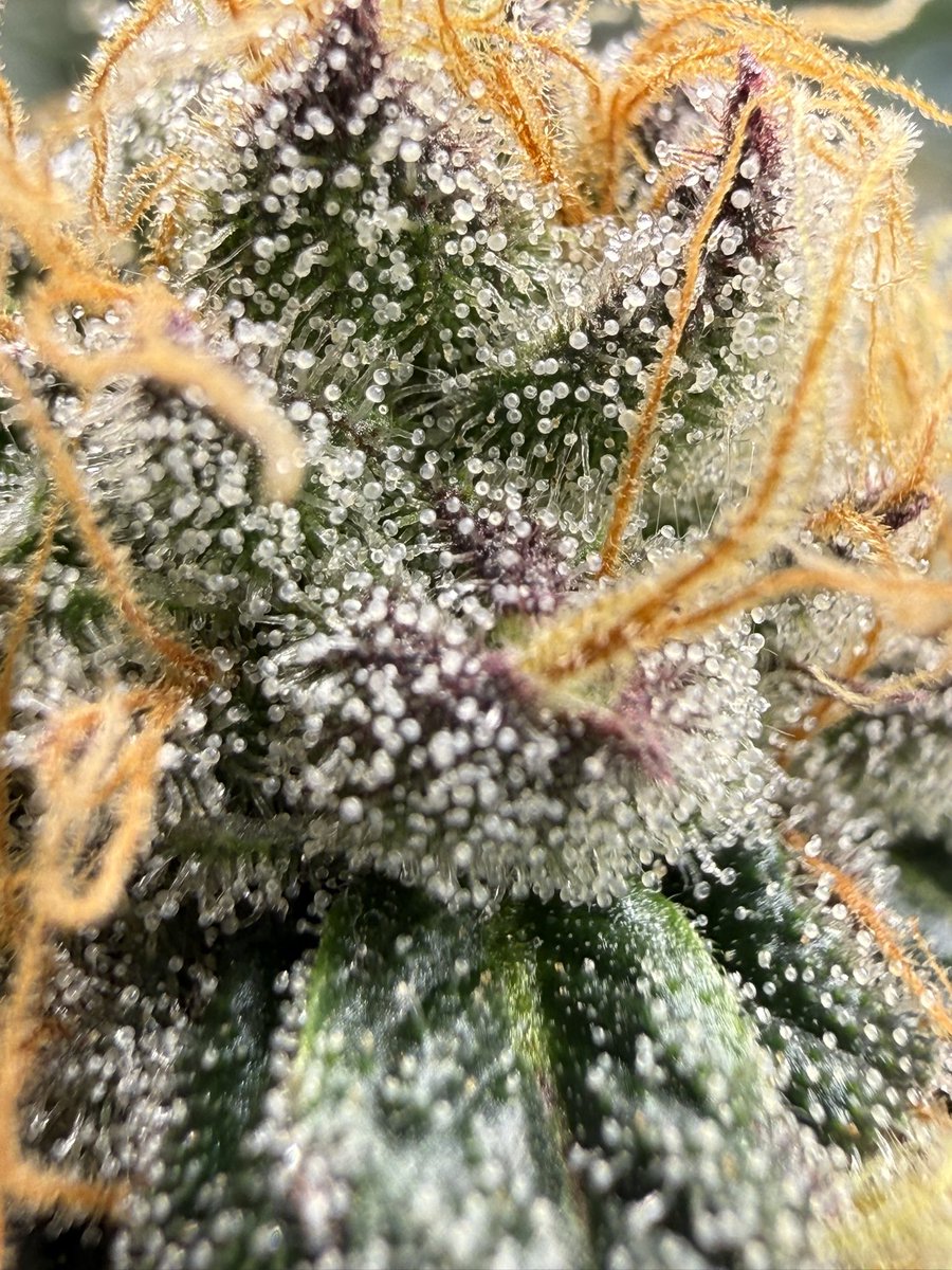 Funky Finger Genetics tweet media