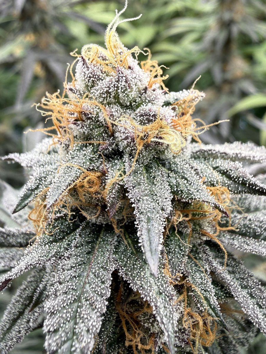 Funky Finger Genetics tweet media