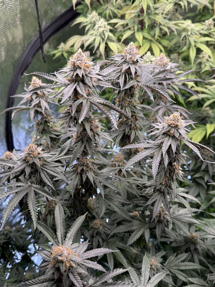 Funky Finger Genetics tweet media