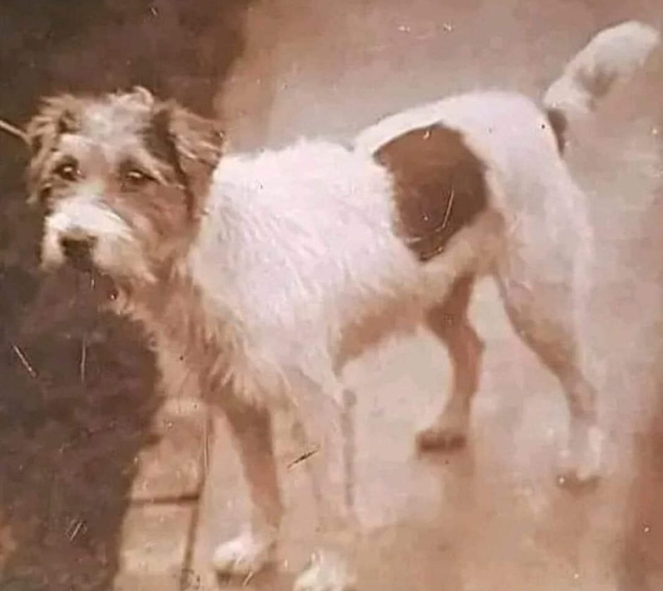 Best in Dogs tweet media