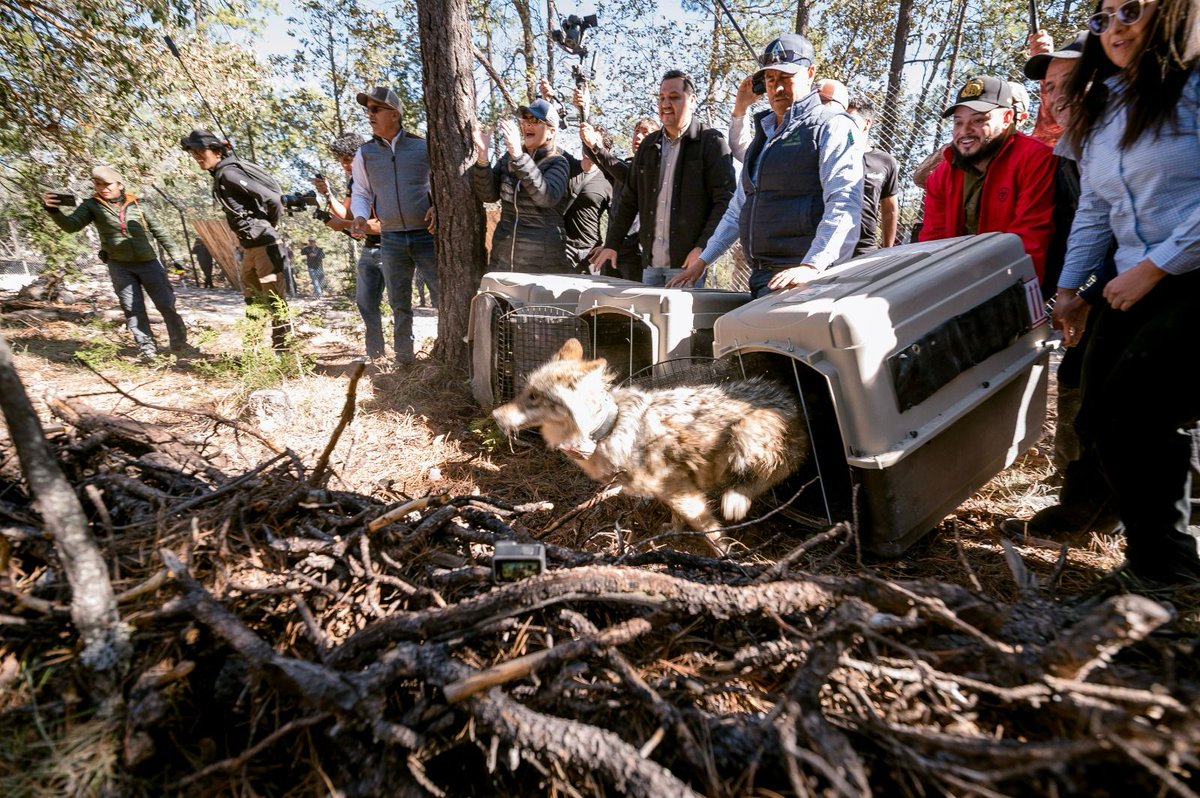 Once Noticias tweet media