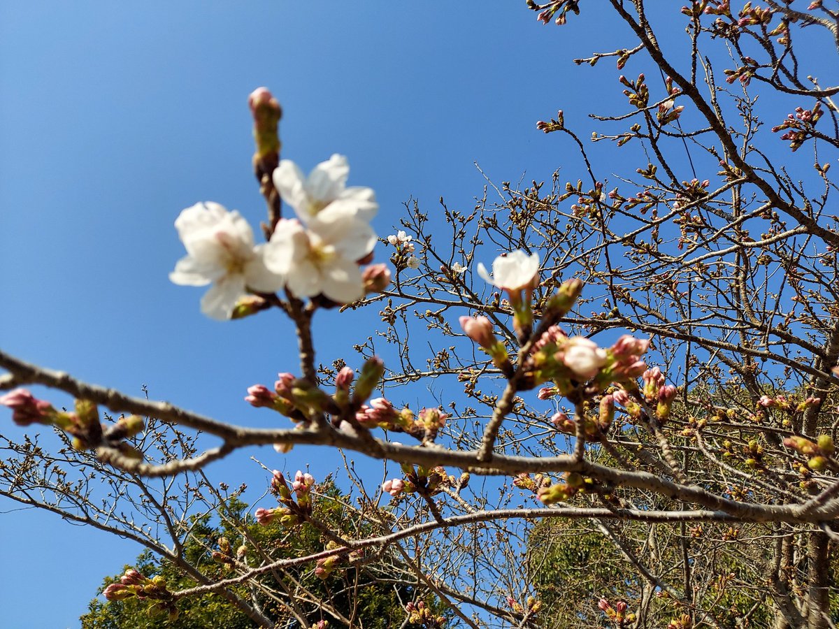 ゲシブログ tweet media