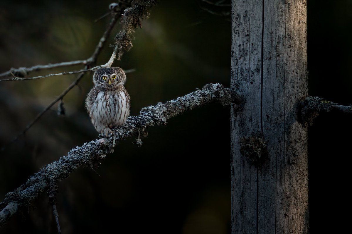 Edgars Trops tweet media