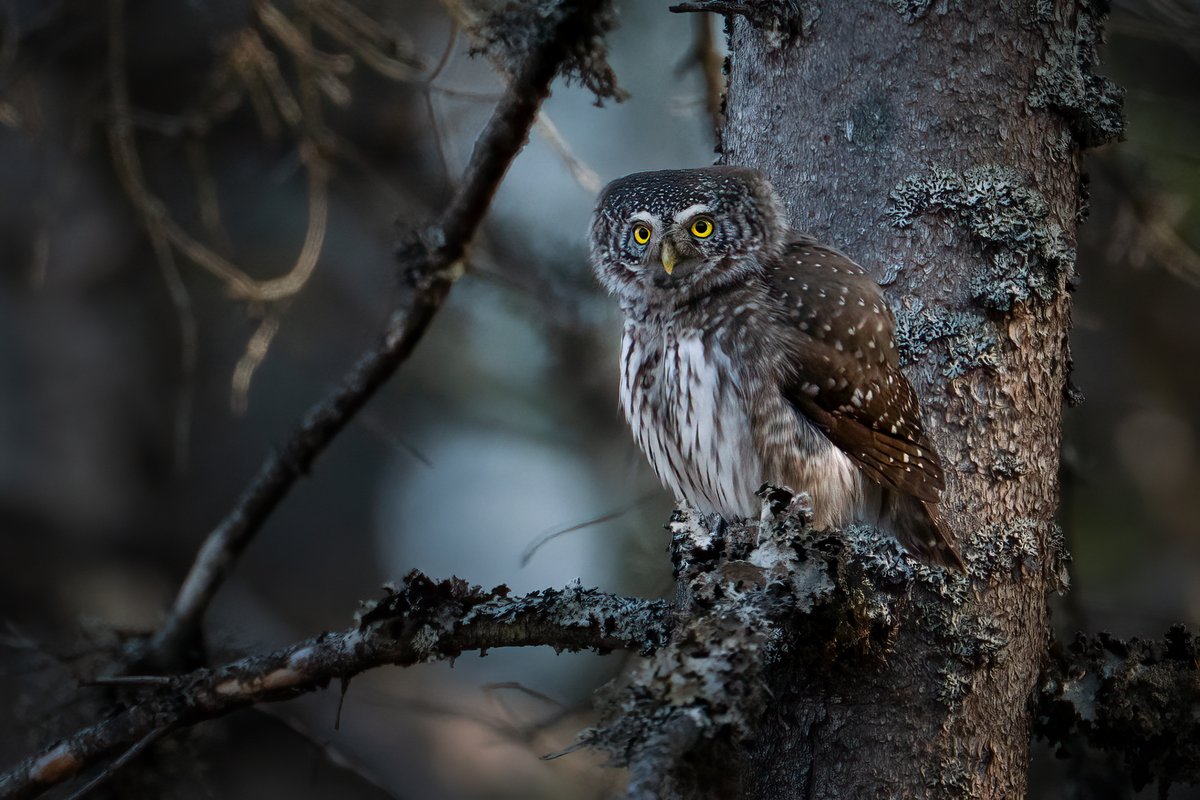 Edgars Trops tweet media