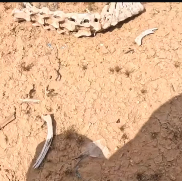 Where is Nancy Guthrie? tweet media