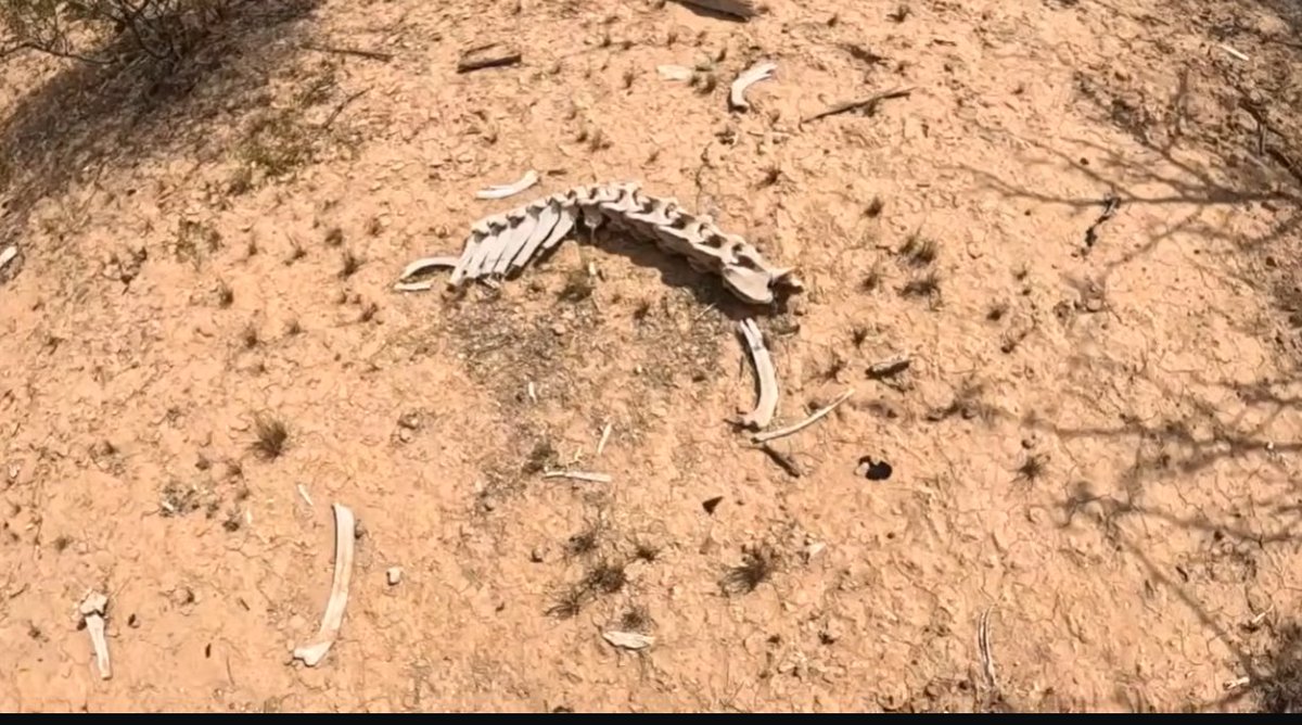 Where is Nancy Guthrie? tweet media