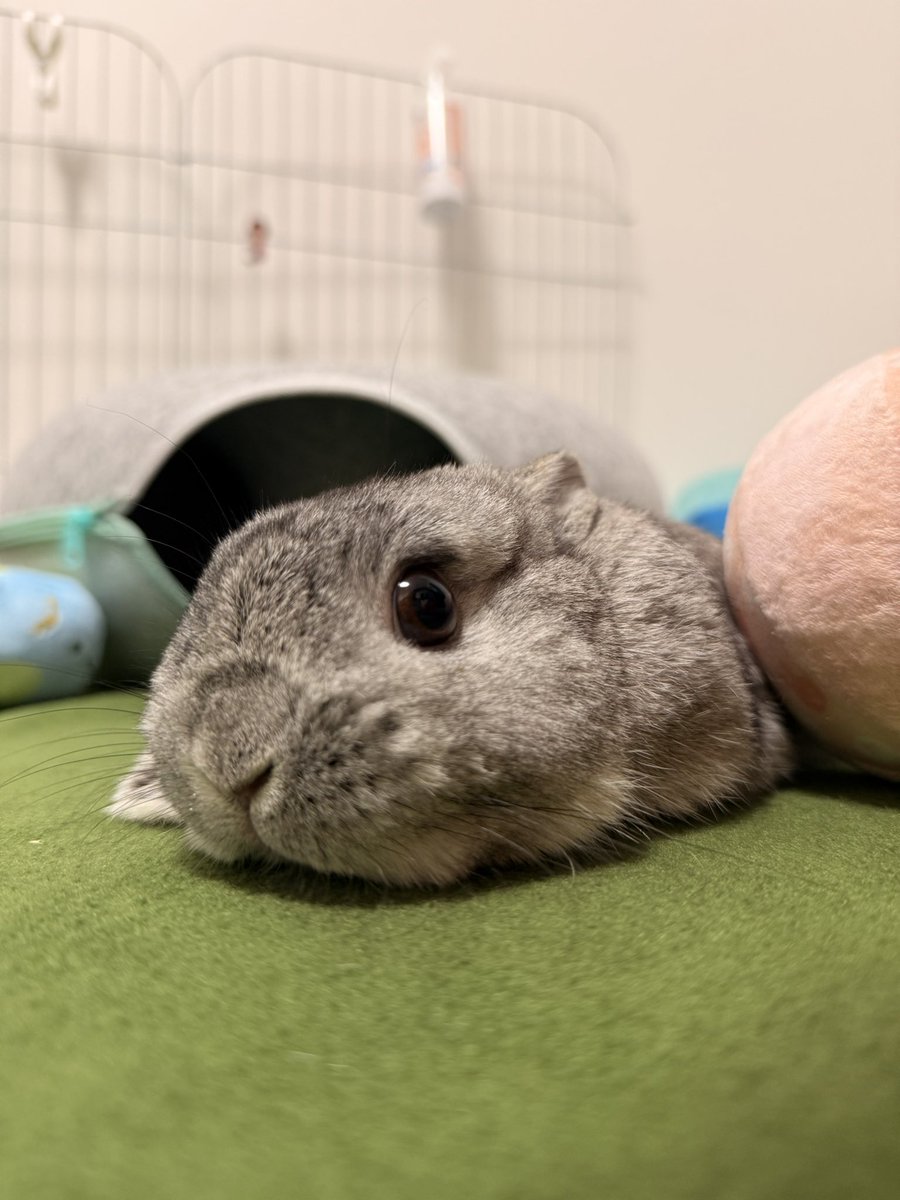 ごもら tweet media