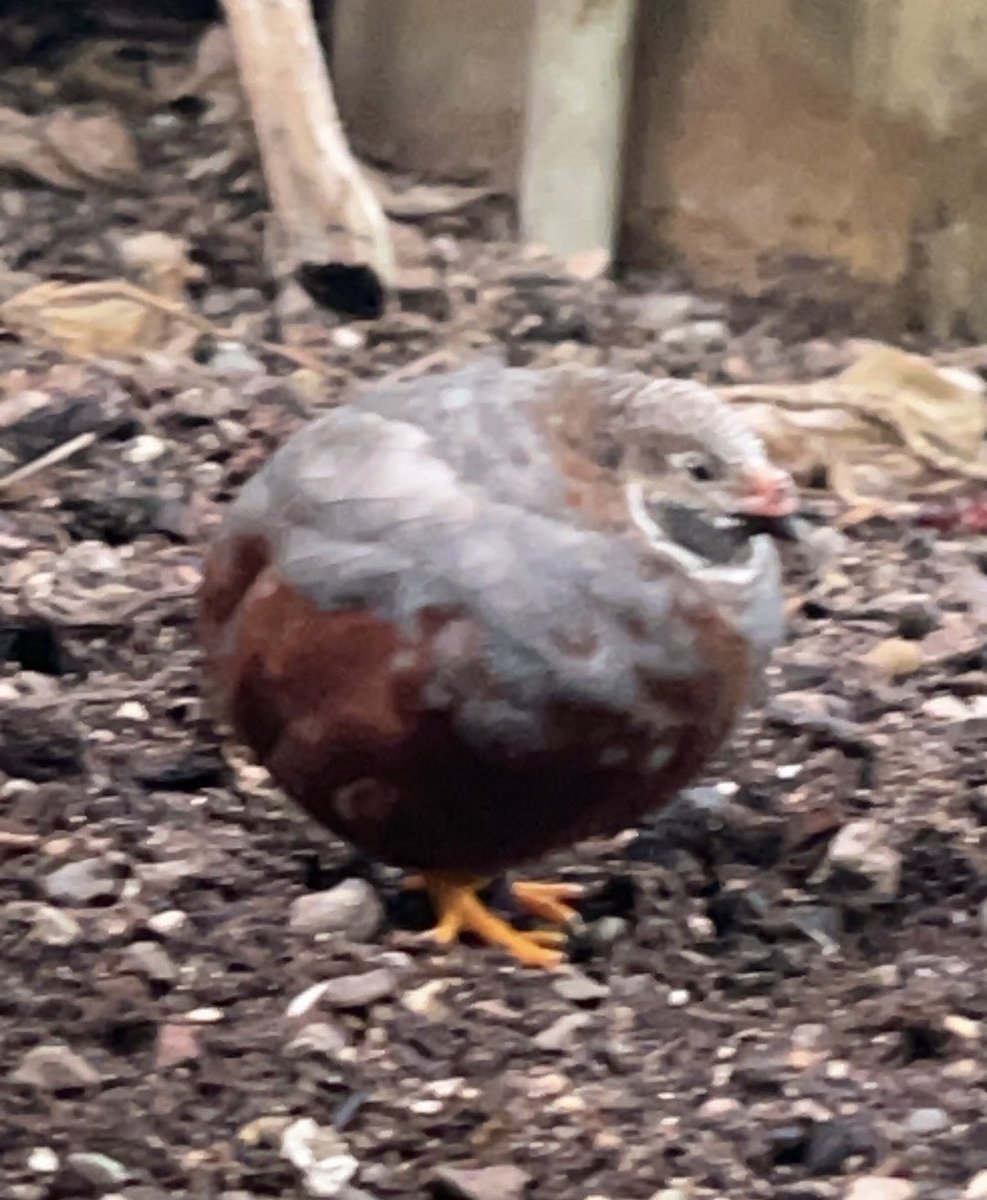 temmie 🌱 tweet media