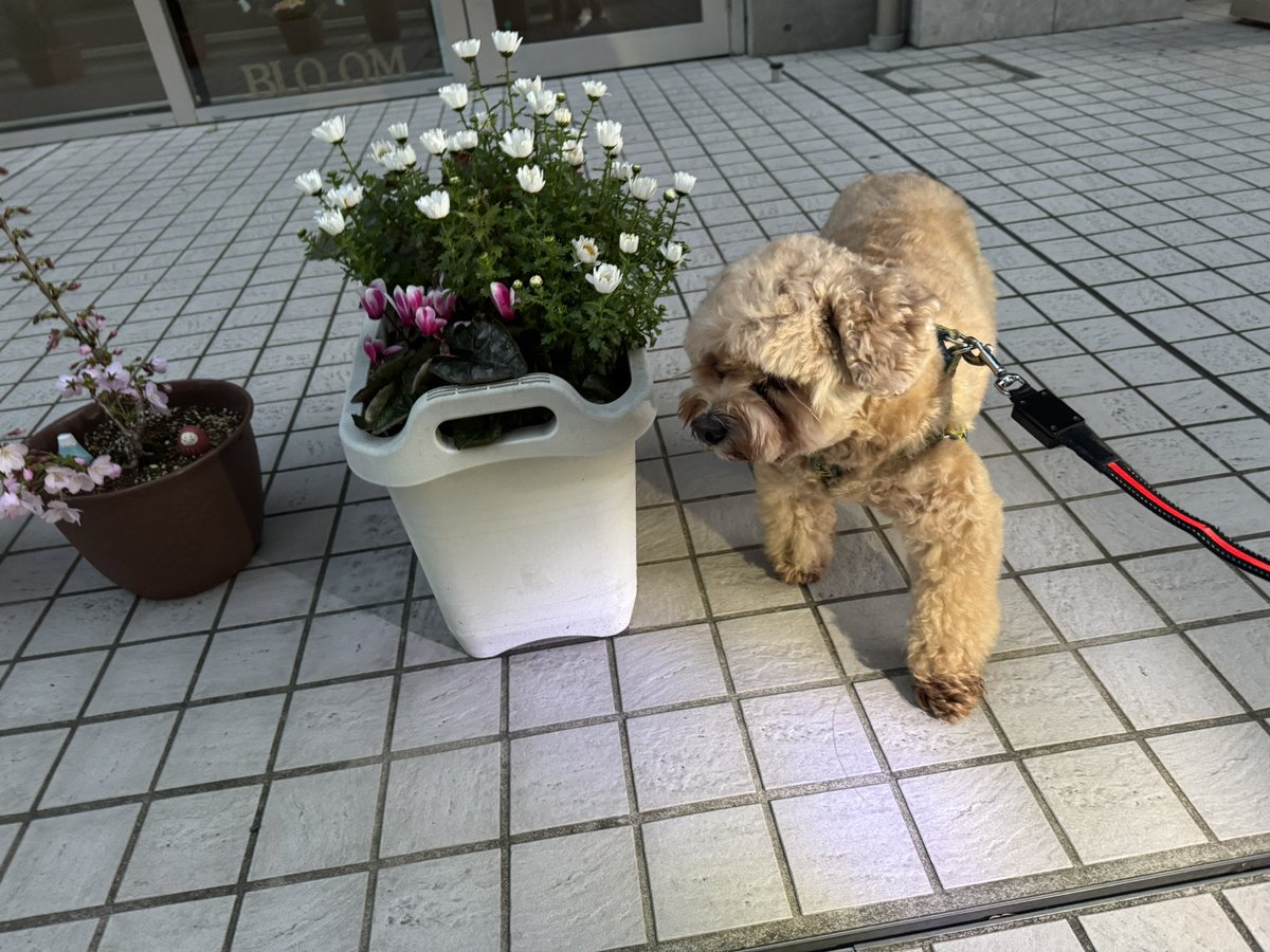 はいじま えま。 tweet media