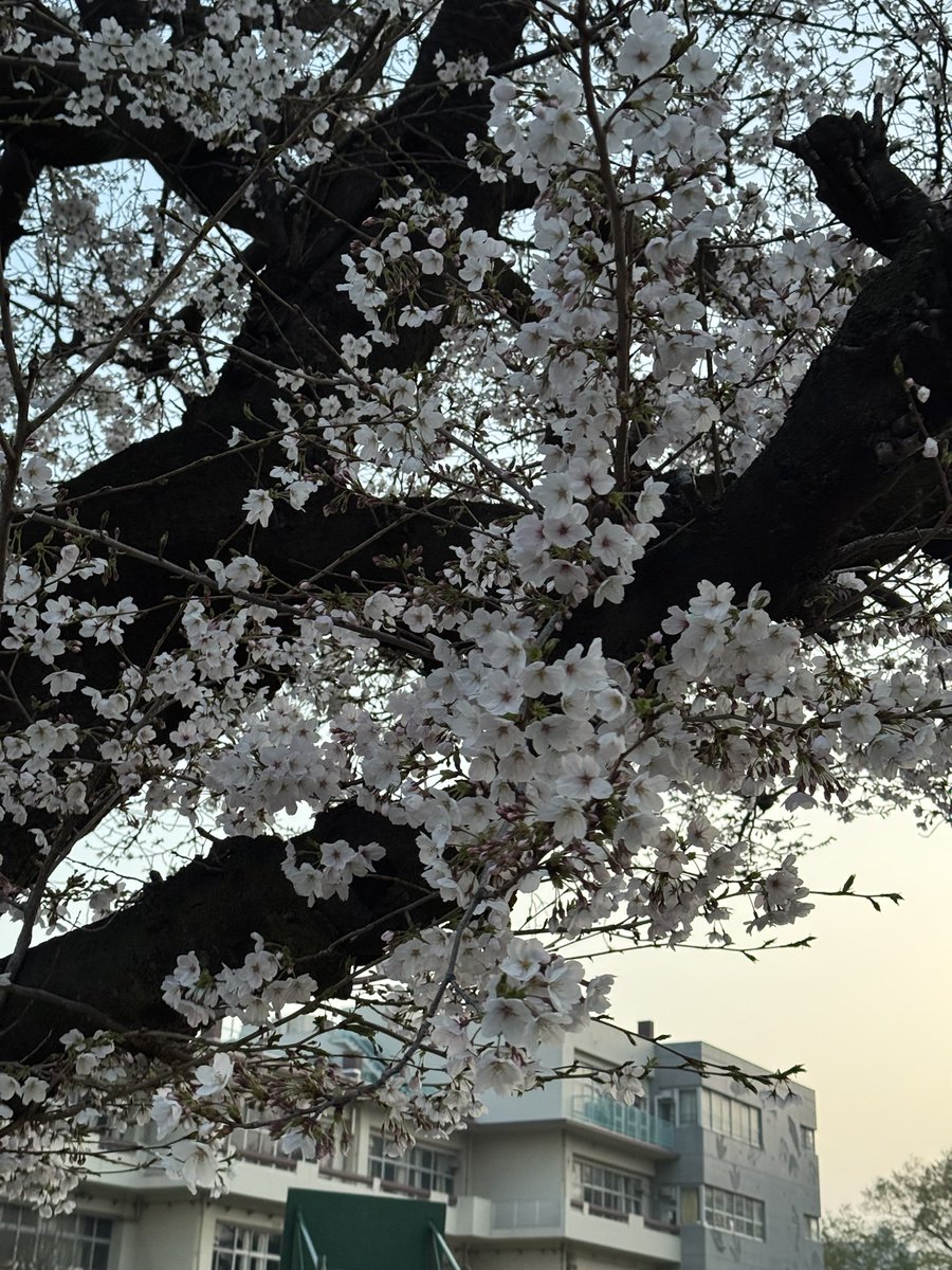 はいじま えま。 tweet media