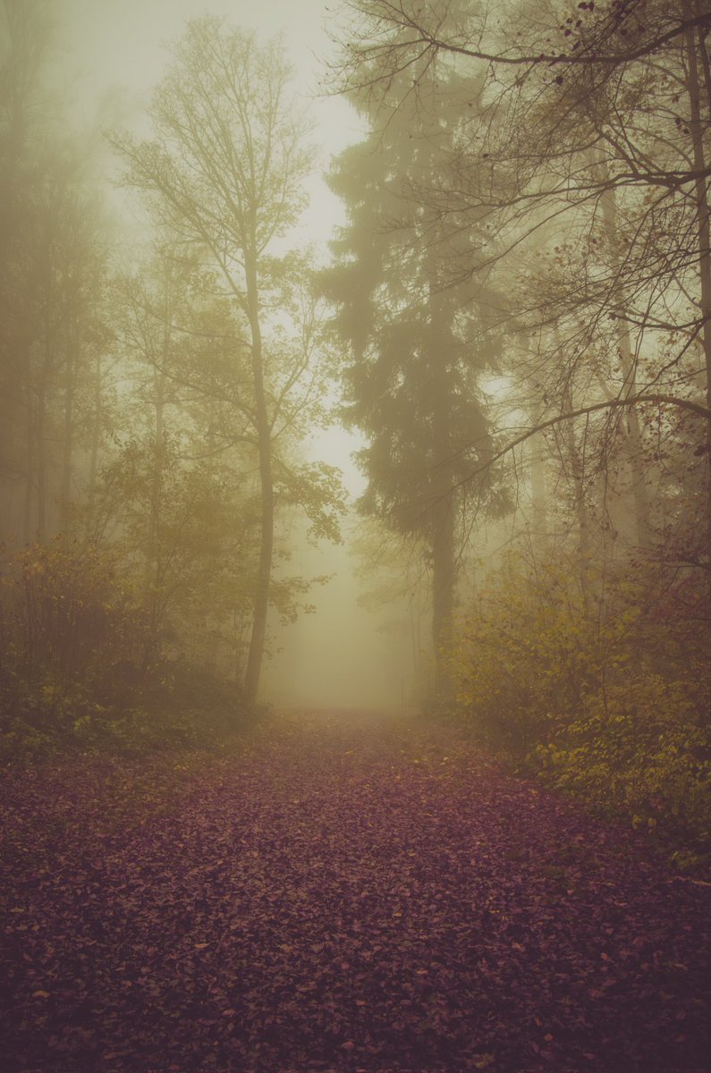 Adrian Limani tweet media