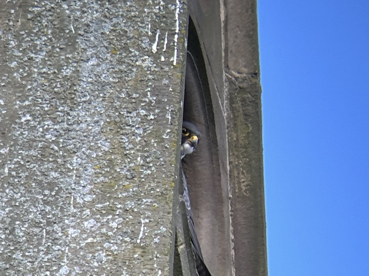 greeny1955's tweet image. Quite a busy morning at the LROS Peregrine watch at the Leicester Cathedral today.
Engaging with lots of the public  who were interested in the birds. #LROS #Leicestercathedral #KRIII