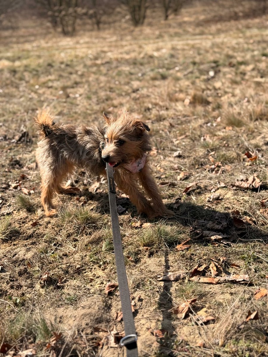 Robwalka Wolf tweet media