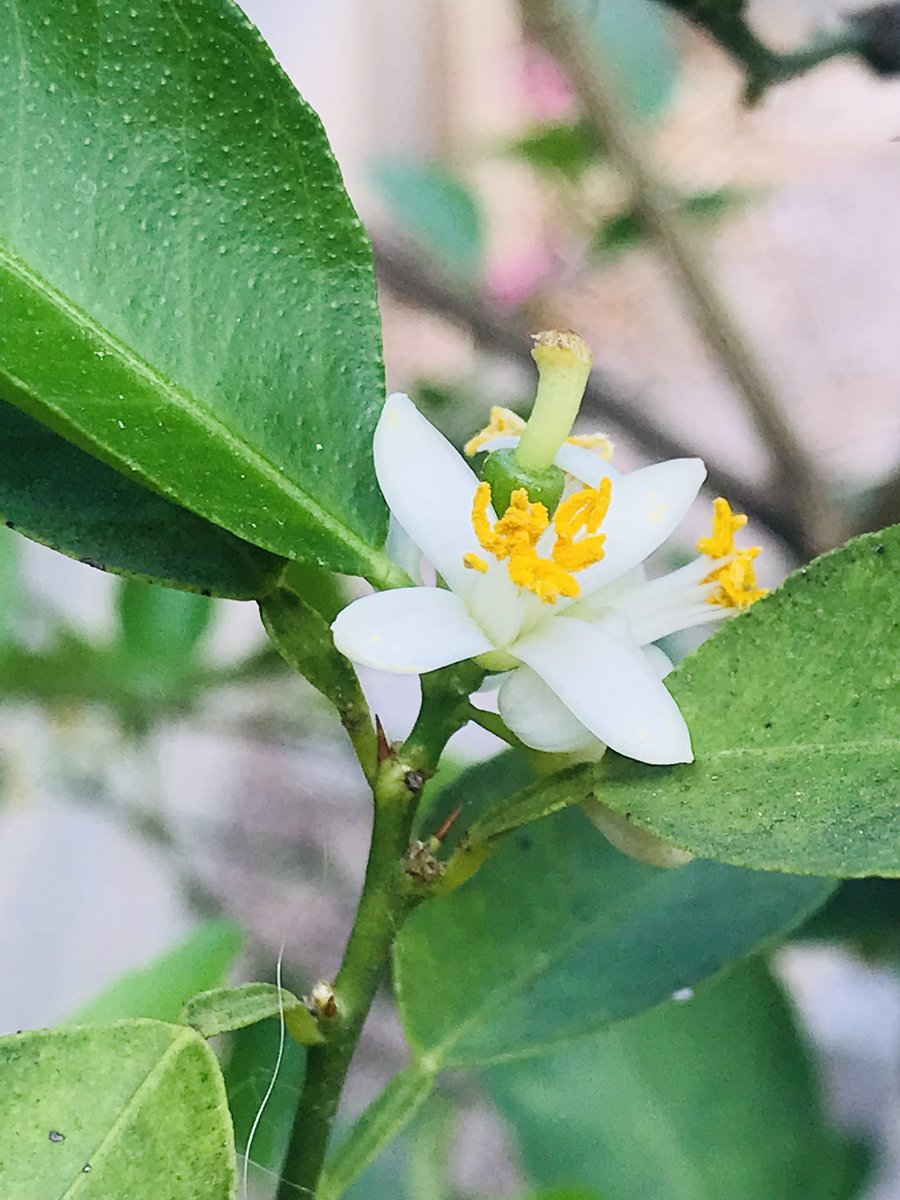 A uds tmb les emociona ver los azahares? 🥰